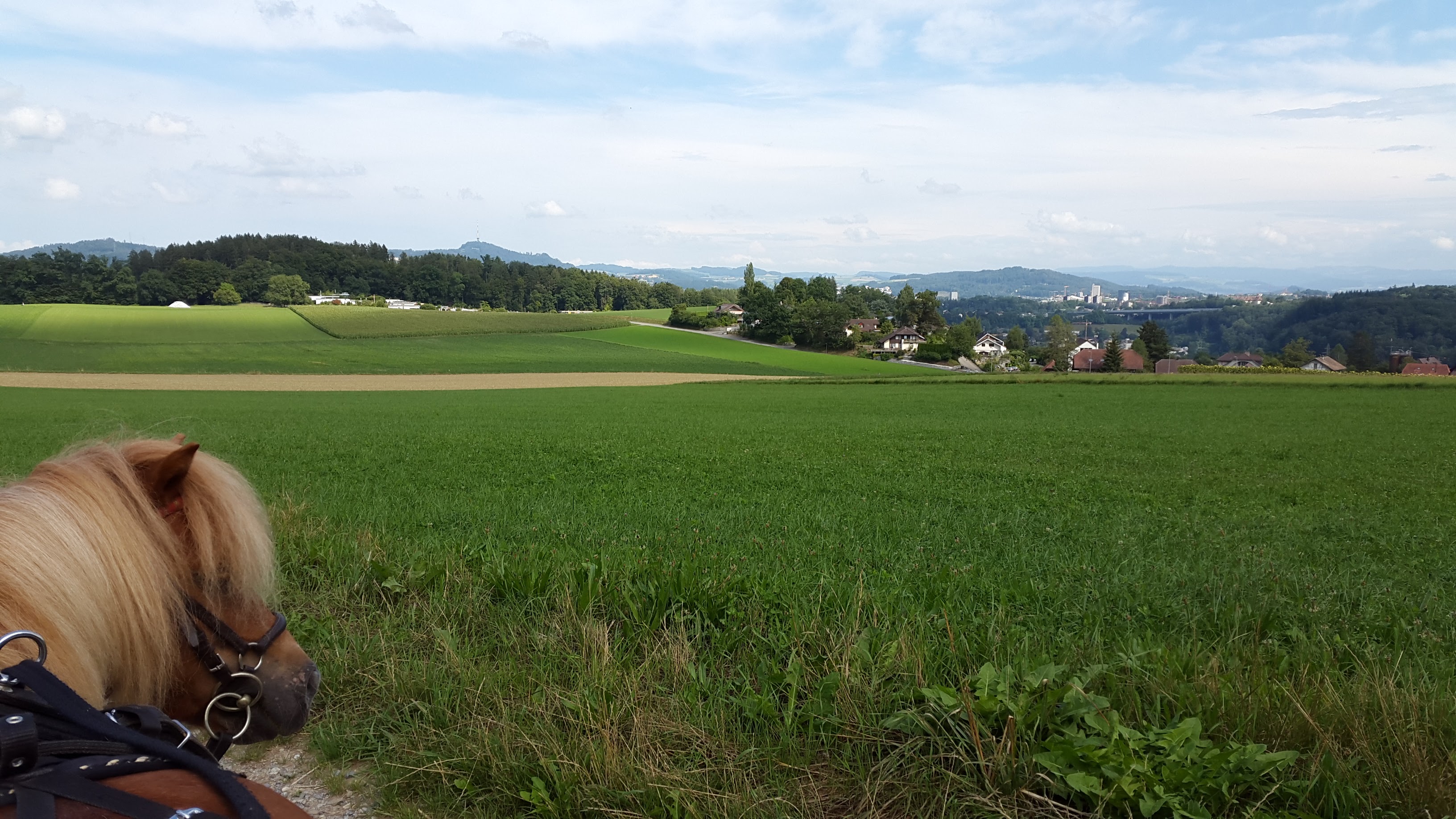 Max auf dem Birchihoger in Bremgarten: Super Panorama: )