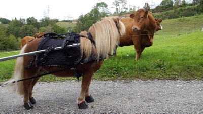 Max mit den Kühen : )