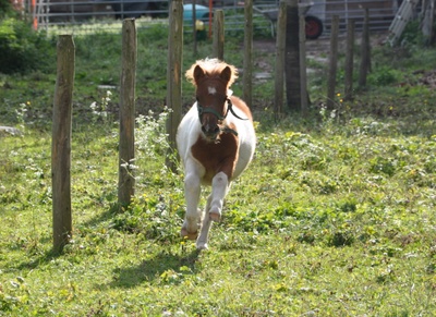 Ronnie im vollen Galopp!