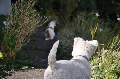 Hund und Katze