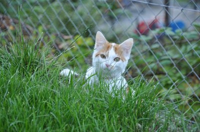 Ilvy im Garten : D