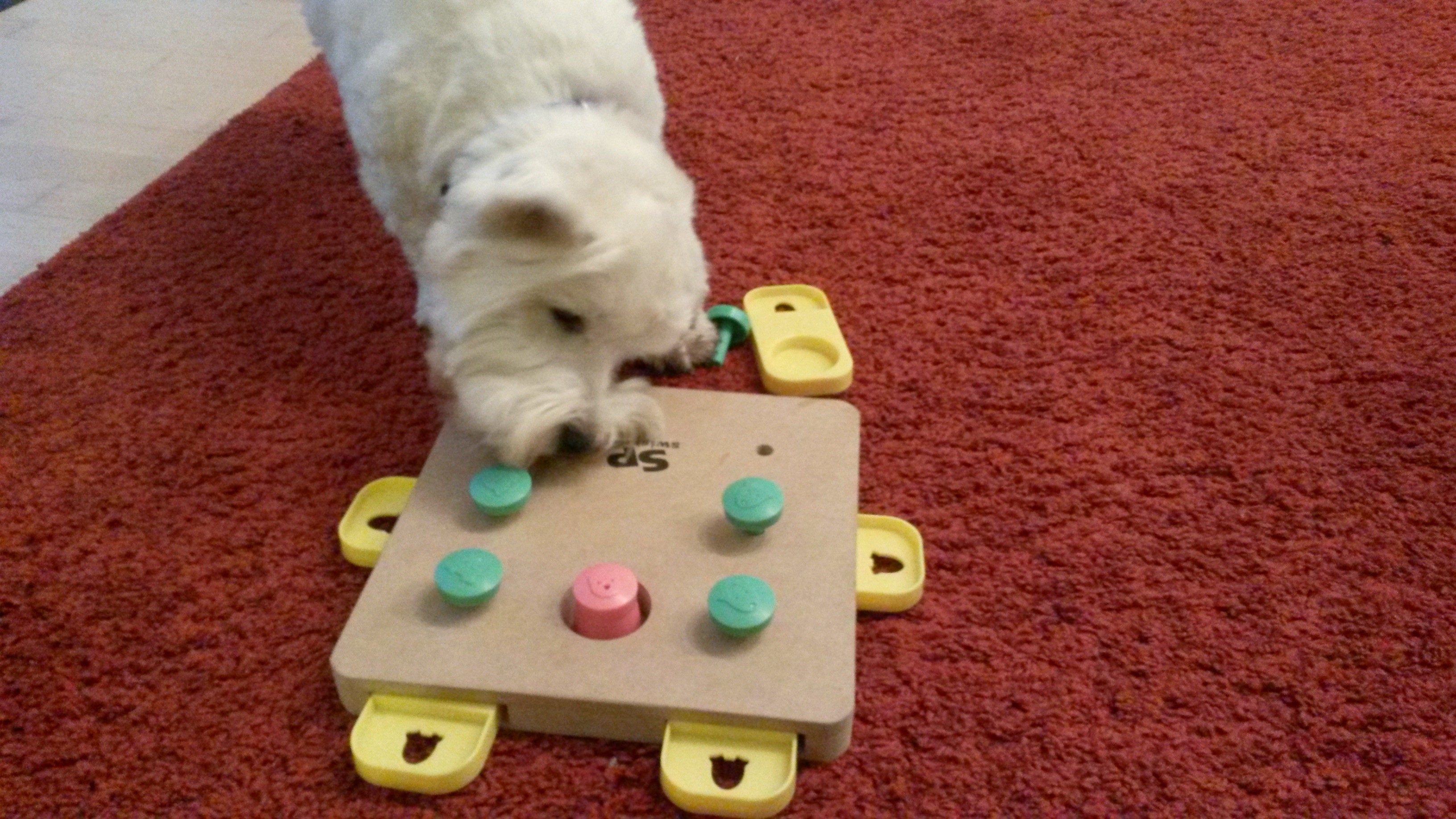 Olivia beim lösen einer Hundespielkiste